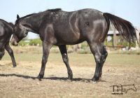 Whipp Hancock Jenny's 2021 Roan Colt